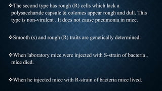 The second type has rough (R) cells which lack a
polysaccharide capsule & colonies appear rough and dull. This
type is non-virulent . It does not cause pneumonia in mice.
Smooth (s) and rough (R) traits are genetically determined.
When laboratory mice were injected with S-strain of bacteria ,
mice died.
When he injected mice with R-strain of bacteria mice lived.
 