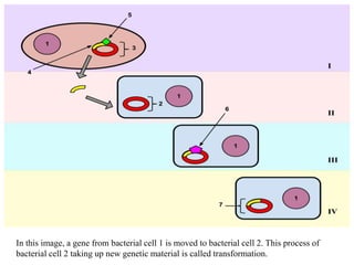 Transformation In Genetics Transformation.pptx