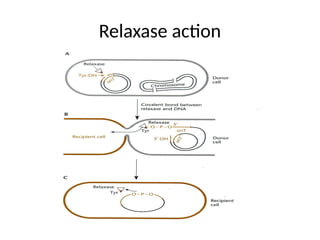 Relaxase action
 
