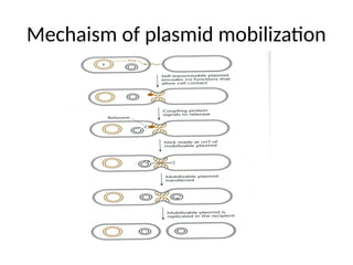 Mechaism of plasmid mobilization
 