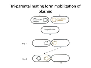 Tri-parental mating form mobilization of
plasmid
 