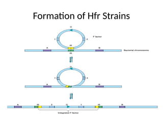 Formation of Hfr Strains
 