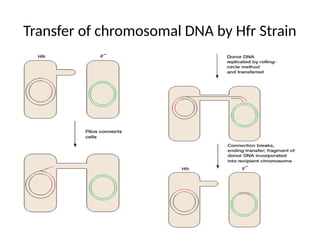 Transfer of chromosomal DNA by Hfr Strain
 