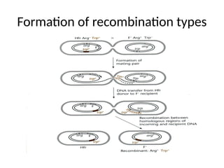 Formation of recombination types
 