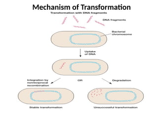 Mechanism of Transformation
 