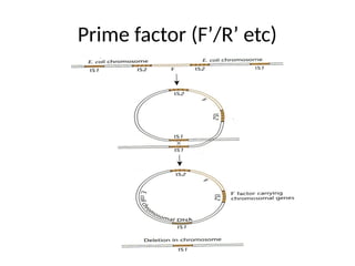 Prime factor (F’/R’ etc)
 