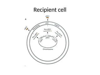 Recipient cell
 