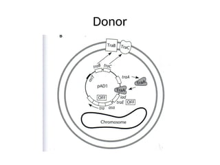Donor
 