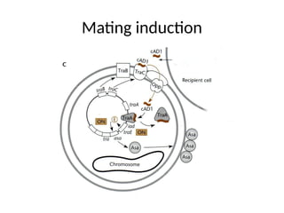 Mating induction
 