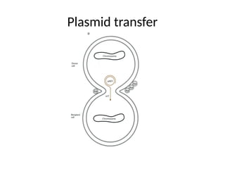 Plasmid transfer
 