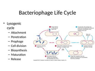 Bacteriophage Life Cycle
• Lysogenic
cycle
– Attachment
– Penetration
– Prophage
– Cell division
– Biosynthesis
– Maturation
– Release
 