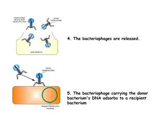 4. The bacteriophages are released.
5. The bacteriophage carrying the donor
bacterium's DNA adsorbs to a recipient
bacterium
 