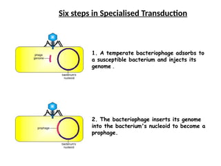 Six steps in Specialised Transduction
1. A temperate bacteriophage adsorbs to
a susceptible bacterium and injects its
genome .
2. The bacteriophage inserts its genome
into the bacterium's nucleoid to become a
prophage.
 