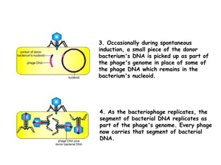 3. Occasionally during spontaneous
induction, a small piece of the donor
bacterium's DNA is picked up as part of
the phage's genome in place of some of
the phage DNA which remains in the
bacterium's nucleoid.
4. As the bacteriophage replicates, the
segment of bacterial DNA replicates as
part of the phage's genome. Every phage
now carries that segment of bacterial
DNA.
 