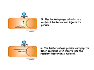 5. The bacteriophage adsorbs to a
recipient bacterium and injects its
genome.
6. The bacteriophage genome carrying the
donor bacterial DNA inserts into the
recipient bacterium's nucleoid.
 