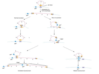 transformation, conjugation and transduction.pptx