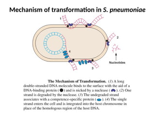 Mechanism of transformation in S. pneumoniae
 