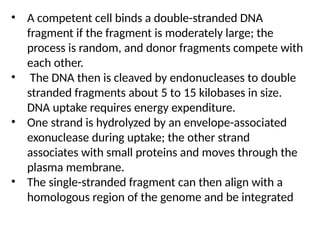 • A competent cell binds a double-stranded DNA
fragment if the fragment is moderately large; the
process is random, and donor fragments compete with
each other.
• The DNA then is cleaved by endonucleases to double
stranded fragments about 5 to 15 kilobases in size.
DNA uptake requires energy expenditure.
• One strand is hydrolyzed by an envelope-associated
exonuclease during uptake; the other strand
associates with small proteins and moves through the
plasma membrane.
• The single-stranded fragment can then align with a
homologous region of the genome and be integrated
 