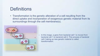 Definitions
• Transformation is the genetic alteration of a cell resulting from the
direct uptake and incorporation of exogenous genetic material from its
surroundings through the cell membrane(s).
– In this image, a gene from bacterial cell 1 is moved from
bacterial cell 1 to bacterial cell 2. This process of bacterial
cell 2 taking up new genetic material is called
transformation.
 
