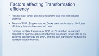 Factors affecting Transformation
efficiency
• Plasmid size: larger plasmids transform less well than smaller
plasmids.
• Forms of DNA: Single-stranded DNAs are transformed at 104 lower
efficiency than double-stranded ones.
• Damage to DNA: Exposure of DNA to UV radiation in standard
preparative agarose gel electrophoresis procedure for as little as 45
seconds can damage the DNA, and this can significantly reduce the
transformation efficiency.
 