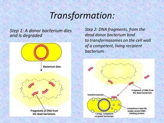 Transformation:
Step 1: A donor bacterium dies
and is degraded
Step 2: DNA fragments, from the
dead donor bacterium bind
to transformasomes on the cell wall
of a competent, living recipient
bacterium.
 