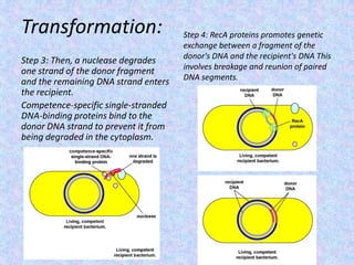 Transformation:
Step 3: Then, a nuclease degrades
one strand of the donor fragment
and the remaining DNA strand enters
the recipient.
Competence-specific single-stranded
DNA-binding proteins bind to the
donor DNA strand to prevent it from
being degraded in the cytoplasm.
Step 4: RecA proteins promotes genetic
exchange between a fragment of the
donor's DNA and the recipient's DNA This
involves breakage and reunion of paired
DNA segments.
 