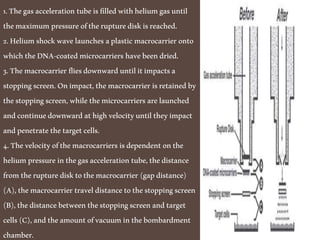 1.Thegasaccelerationtubeisfilledwithheliumgasuntil
themaximumpressureoftherupturediskisreached.
2.Heliumshockwavelaunchesaplasticmacrocarrier onto
whichtheDNA-coatedmicrocarriers havebeendried.
3.Themacrocarrier fliesdownwarduntilitimpactsa
stoppingscreen.Onimpact,themacrocarrier isretainedby
thestoppingscreen,whilethemicrocarriersarelaunched
andcontinuedownwardathighvelocityuntiltheyimpact
andpenetratethetargetcells.
4.Thevelocityofthemacrocarriers isdependentonthe
heliumpressureinthegasaccelerationtube,thedistance
fromtherupturedisktothemacrocarrier (gapdistance)
(A),themacrocarrier traveldistancetothestoppingscreen
(B),thedistancebetweenthestoppingscreenandtarget
cells(C),andtheamountofvacuuminthebombardment
chamber.
 