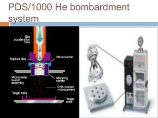 PDS/1000 He bombardment
system
 