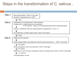 Steps in the transformation of C. sativus .
 
