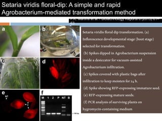 P.K. Martins et al. / Biotechnology Reports 6 (2015) 61–
63
Setaria viridis floral-dip: A simple and rapid
Agrobacterium-mediated transformation method
Setariaviridisfloraldiptransformation.(a)
Inflorescencedevelopmentalstage(bootstage)
selectedfortransformation.
(b)SpikesdippedinAgrobacteriumsuspension
insideadesiccatorforvacuum-assisted
Agrobacteriuminfiltration.
(c)Spikescoveredwithplasticbagsafter
infiltrationtokeepmoistenfor24h.
(d)SpikeshowingRFP-expressingimmatureseed.
(e)RFP-expressingmatureseeds.
(f)PCRanalysisofsurvivingplantson
hygromycin-containingmedium
 