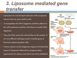 3. Liposome mediated gene
transfer
 Liposomesarecircularlipidmolecules withanaqueous
interiorthatcancarrynucleicacids.
 ItencapsulatestheDNAfragmentsandthenadheresto
thecellmembranes andfusewiththemtotransferDNA
fragments.
 Thus,theDNAentersthecellandthentothenucleus.It
isaveryefficienttechniqueusedtotransfergenesin
bacterial,animalandplantcells.
 Variousreportsontheintegrationofgenesintroducedby
meansof liposomesfollowedbytransgenicplant
regenerationfortobaccoandwheathavebeenpublished
 