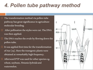 4. Pollen tube pathway method
 Thetransformationmethodviapollen-tube
pathwayhasgreatsignificanceinagriculture
molecularbreeding.
 Afterpollinationthestyleswerecut.TheDNA
wasthenapplied.
 TheDNAreachestheovulebyflowingdownthe
pollen-tube.
 Itwasappliedfirsttimeforthetransformation
ofrice[29].Herethetransgenicplantswere
obtainedatremarkablyhighfrequency.
 AfterwardPTPwasusedforotherspeciese.g.
wheat,soybean,Petuniahybridaand
watermelon.
 