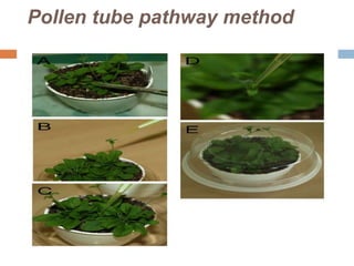 Pollen tube pathway method
 
