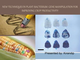 NEW TECHNIQUES IN PLANT-BACTERIUM GENE MANIPULATION FOR
IMPROVING CROP PRODUCTIVITY
Presented by: Kirandip
Kaur
 