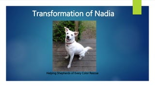 Transformation of Nadia 
Helping Shepherds of Every Color Rescue 
 