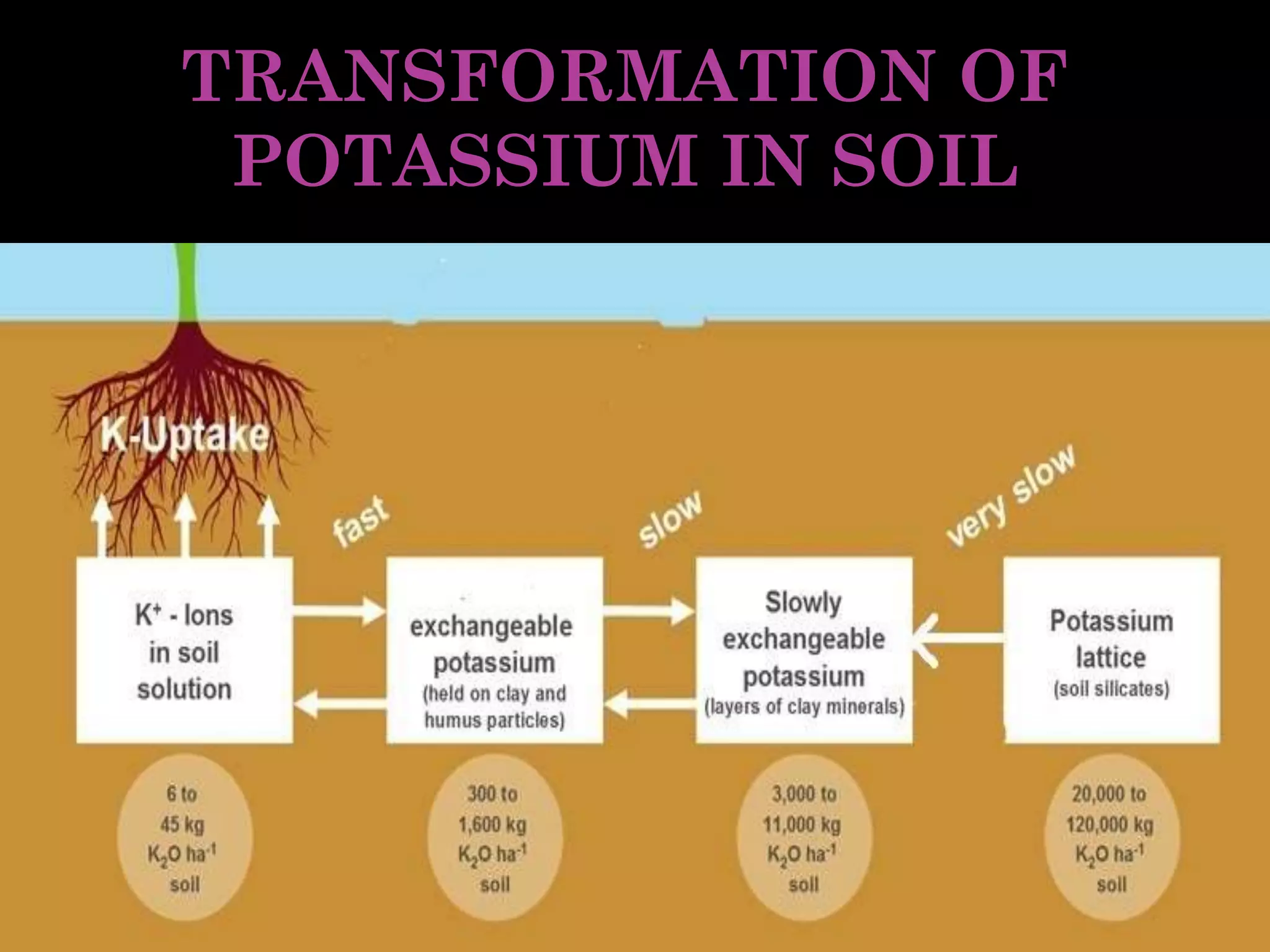 TRANSFORMATION OF
POTASSIUM IN SOIL
 
