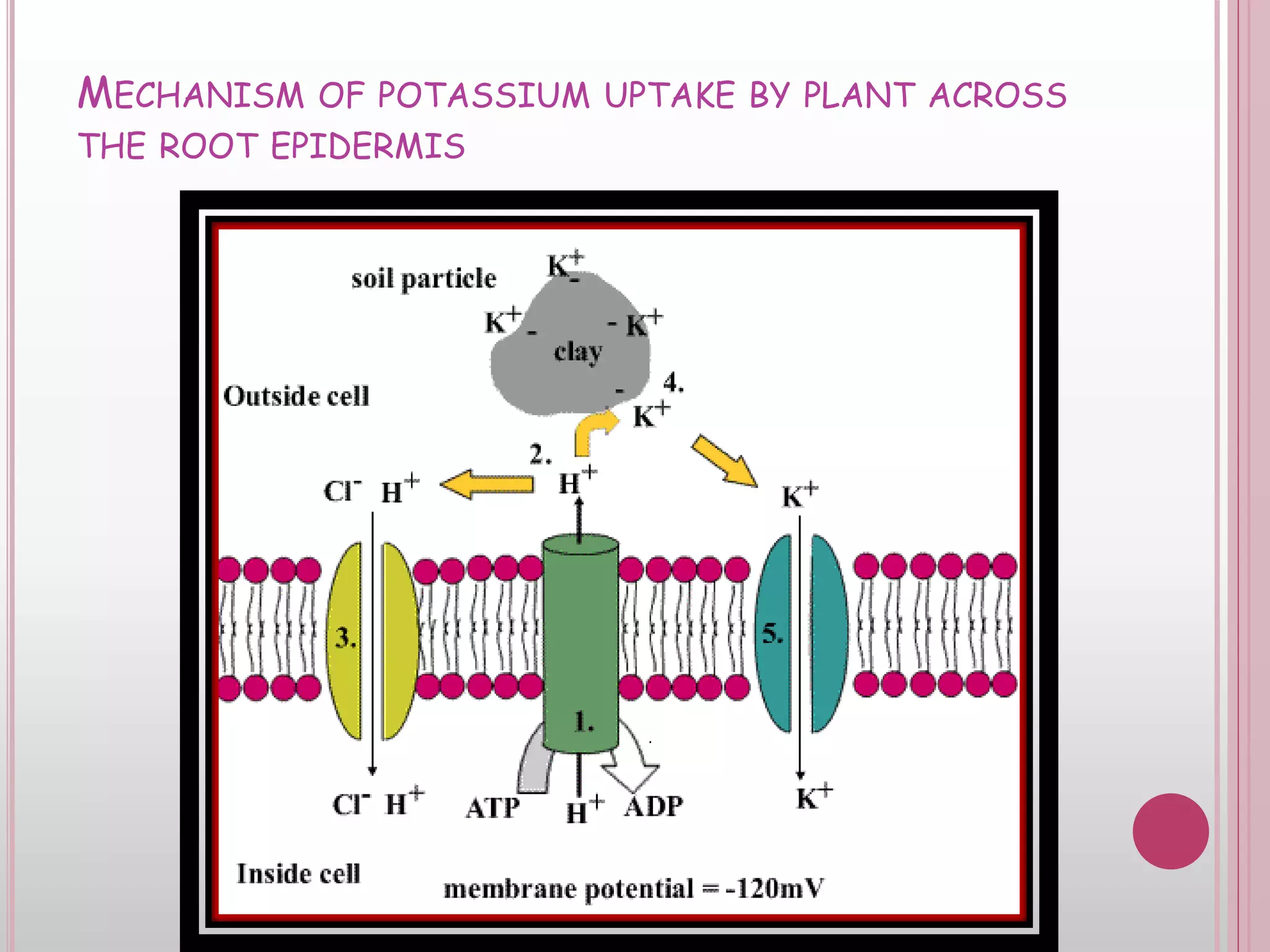 MECHANISM OF POTASSIUM UPTAKE BY PLANT ACROSS
THE ROOT EPIDERMIS
 