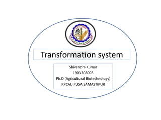 Transformation system
Shivendra Kumar
1903308003
Ph.D (Agricultural Biotechnology)
RPCAU PUSA SAMASTIPUR
 