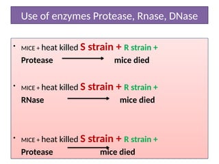 Use of enzymes Protease, Rnase, DNase
• MICE + heat killed S strain + R strain +
Protease mice died
• MICE + heat killed S strain + R strain +
RNase mice died
• MICE + heat killed S strain + R strain +
Protease mice died