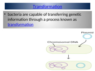 Transformation
• bacteria are capable of transferring genetic
information through a process known as
transformation
