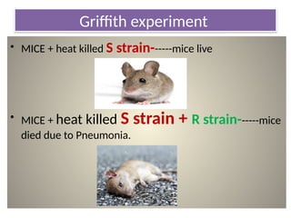Griffith experiment
• MICE + heat killed S strain------mice live
• MICE + heat killed S strain + R strain------mice
died due to Pneumonia.