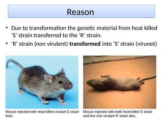 Reason
• Due to transformation the genetic material from heat killed
‘S’ strain transferred to the ‘R’ strain.
• ‘R’ strain (non virulent) transformed into ‘S’ strain (virunet)