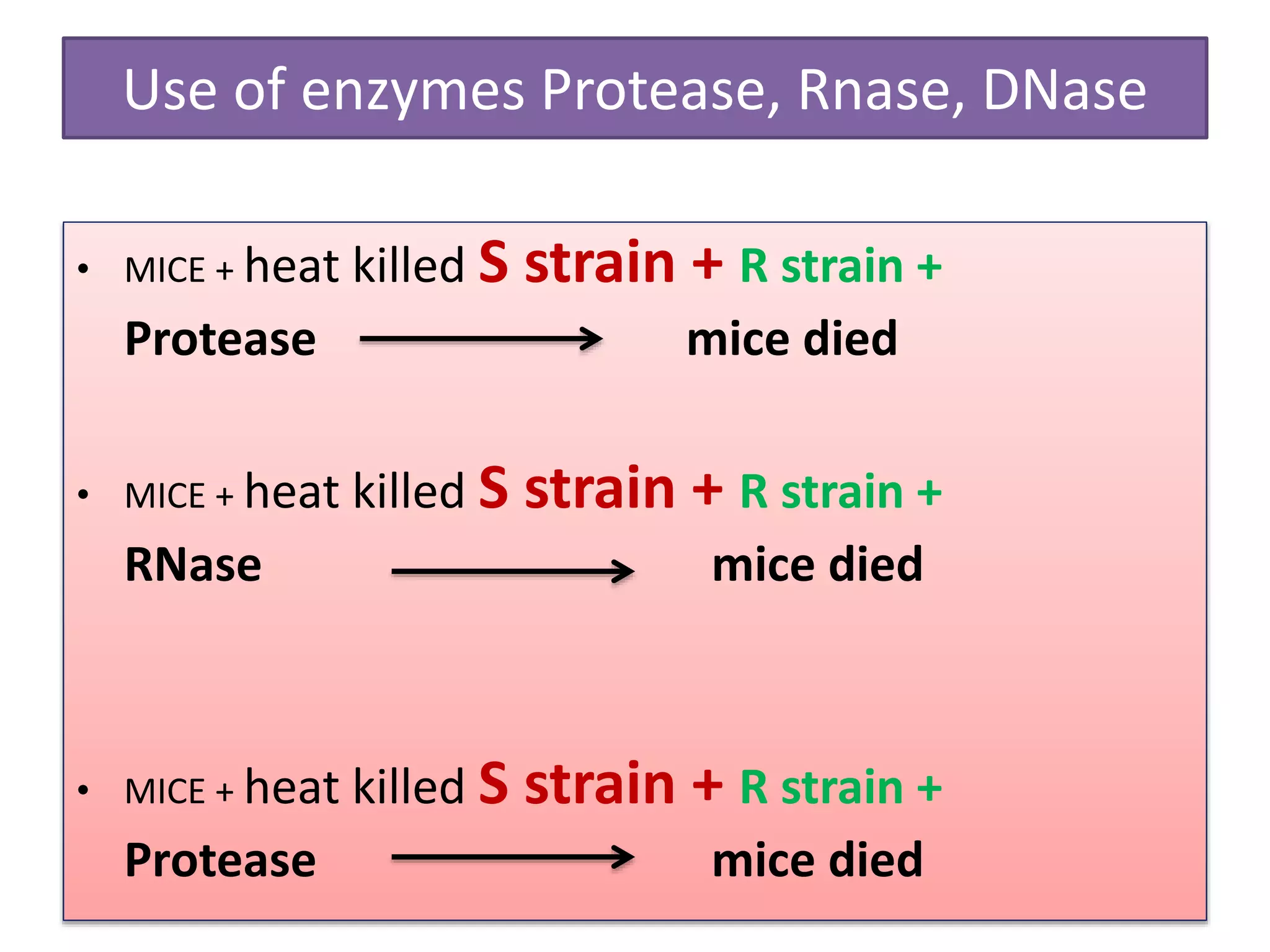 Use of enzymes Protease, Rnase, DNase
• MICE + heat killed S strain + R strain +
Protease mice died
• MICE + heat killed S strain + R strain +
RNase mice died
• MICE + heat killed S strain + R strain +
Protease mice died
 