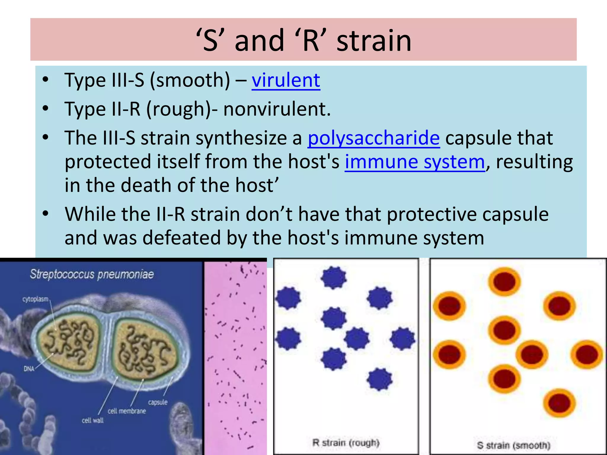 ‘S’ and ‘R’ strain
• Type III-S (smooth) – virulent
• Type II-R (rough)- nonvirulent.
• The III-S strain synthesize a polysaccharide capsule that
protected itself from the host's immune system, resulting
in the death of the host’
• While the II-R strain don’t have that protective capsule
and was defeated by the host's immune system
 