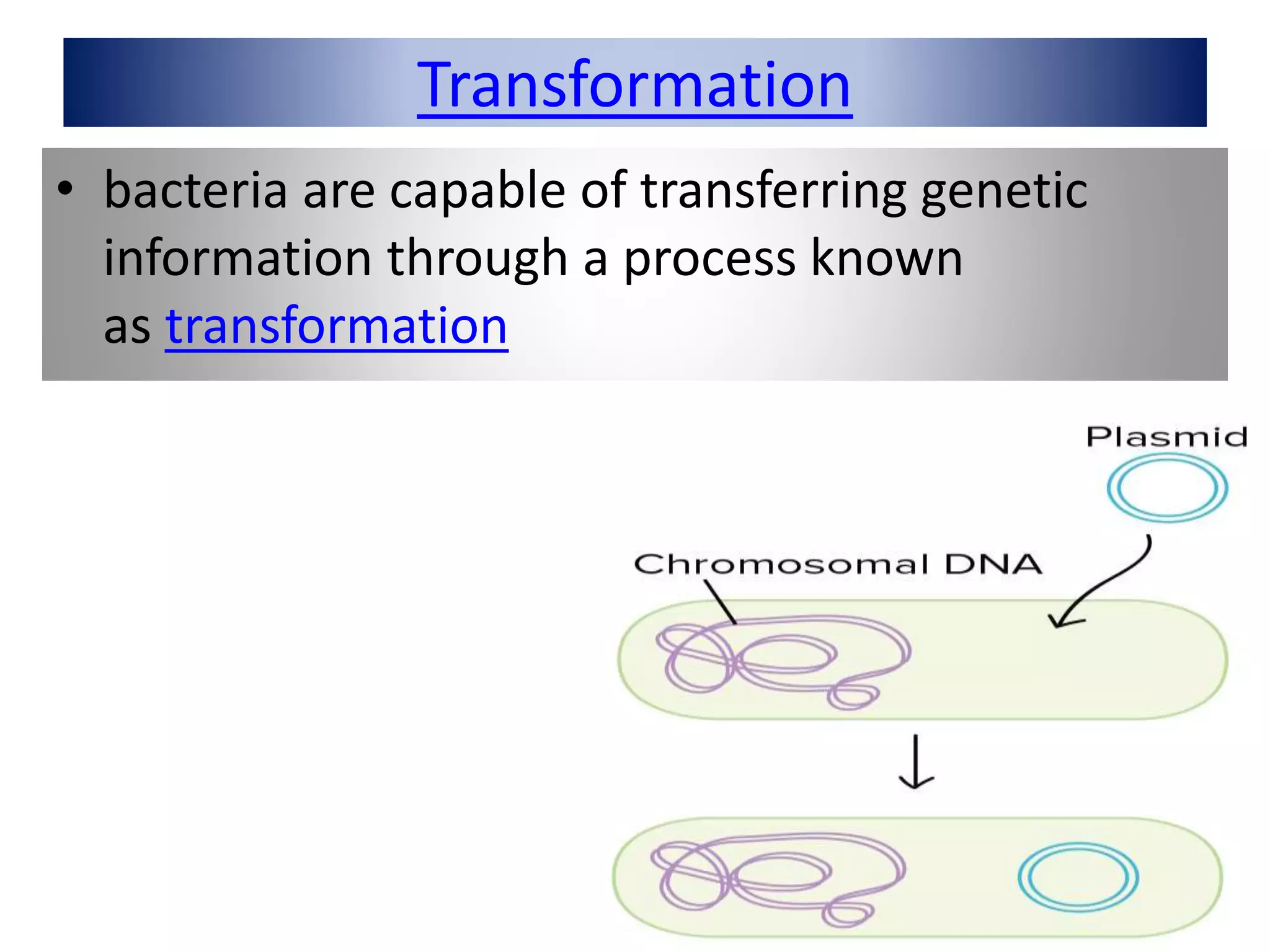 Transformation
• bacteria are capable of transferring genetic
information through a process known
as transformation
 