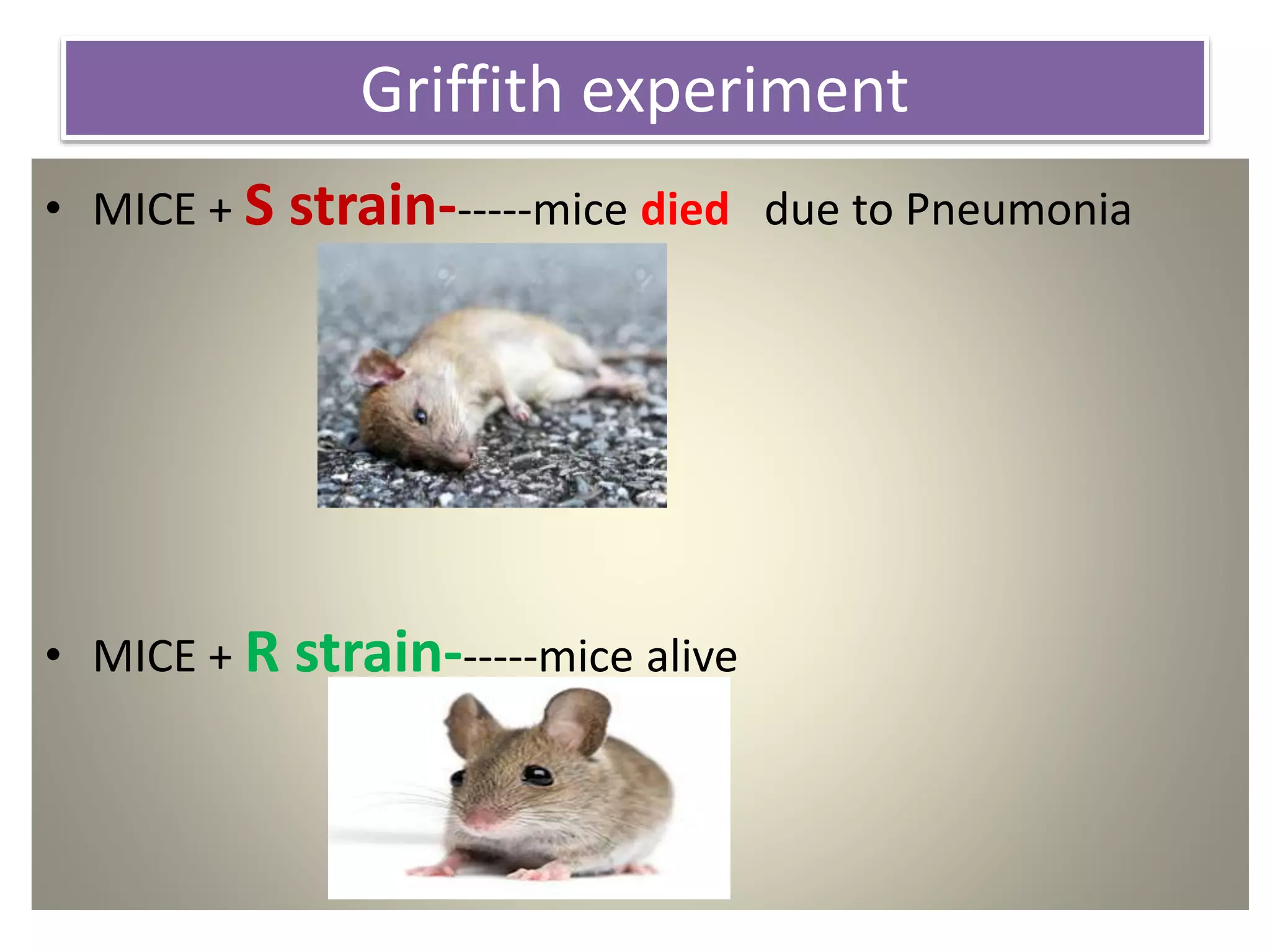 Griffith experiment
• MICE + S strain------mice died due to Pneumonia
• MICE + R strain------mice alive
 