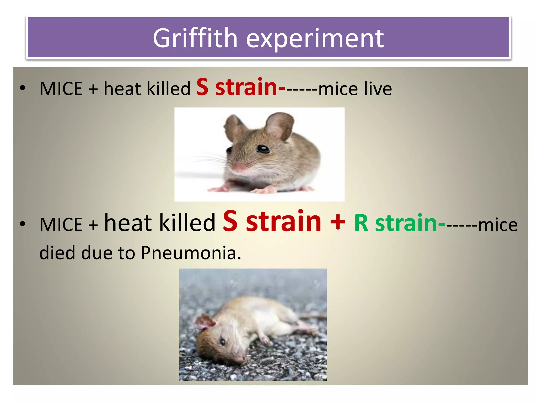 Griffith experiment
• MICE + heat killed S strain------mice live
• MICE + heat killed S strain + R strain------mice
died due to Pneumonia.
 