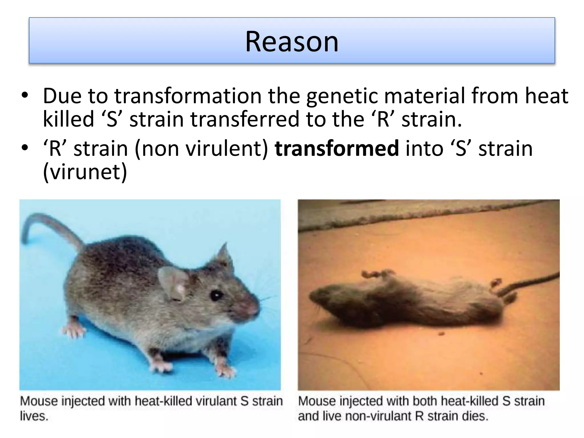 Reason
• Due to transformation the genetic material from heat
killed ‘S’ strain transferred to the ‘R’ strain.
• ‘R’ strain (non virulent) transformed into ‘S’ strain
(virunet)
 