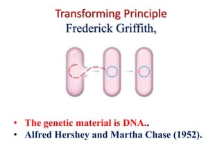 Transforming Principle
Frederick Griffith,
• The genetic material is DNA..
• Alfred Hershey and Martha Chase (1952).
 