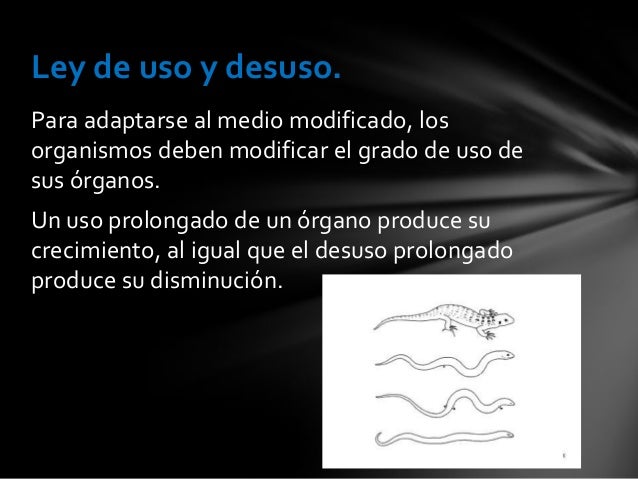 Teoría del uso y desuso: ¿Cómo afecta a la evolución?_teorias Teoria del uso y desuso_teorias